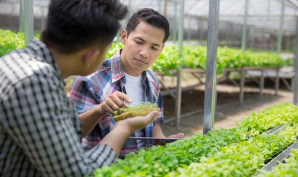 Farmer Team Working In Hydrophonic Farm